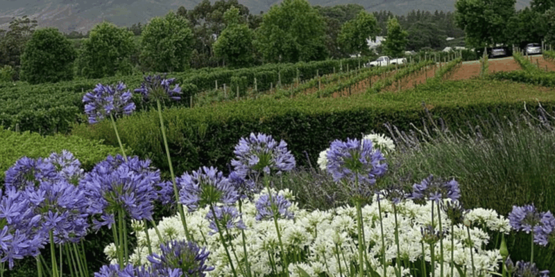 Cape Winelands :Highlights Tour With Wine Tasting - Wine Tasting Experiences