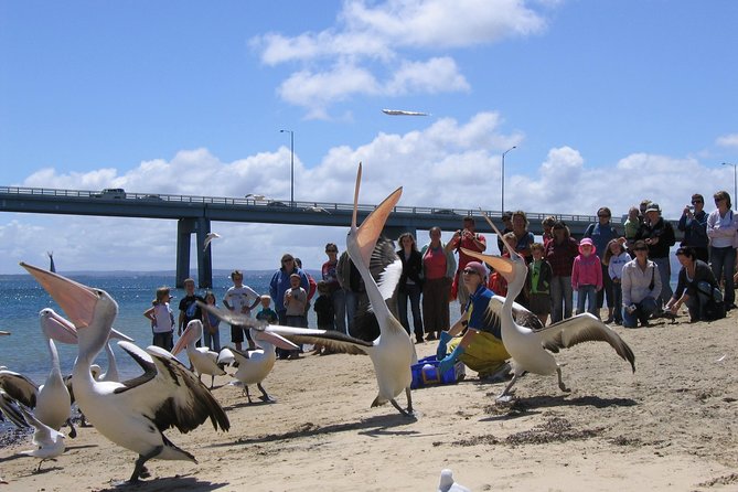 Cape Woolamai Sightseeing Cruise From San Remo - Booking and Cancellation Policies