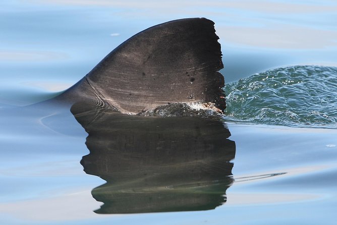 CapeTown: African Shark Eco-Charters Shark Cage Diving Experience - Confirmation and Booking Details
