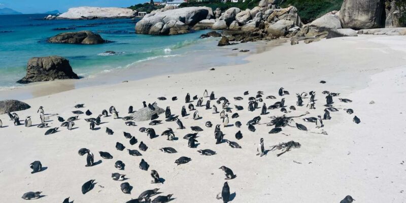 Capetown Airport Transfers and Tours - Pickup and Dropoff