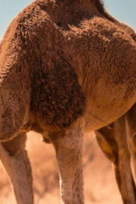 Cappadocia Camel Ride Among the Fairy Chimneys - Highlights and Experience