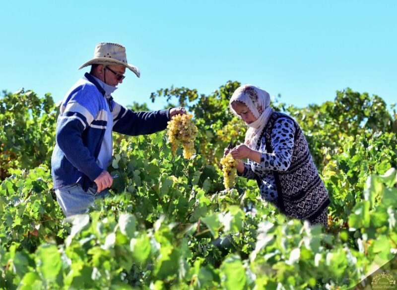 Cappadocia: Private Half-Day Vineyards & Wine Tasting Tour - Key Points