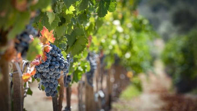 Cappadocia: Private Half-Day Vineyards & Wine Tasting Tour - Frequently Asked Questions