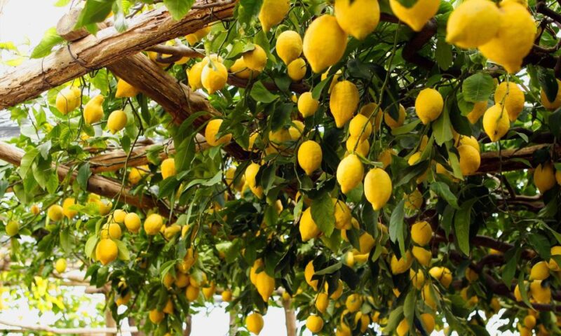 Capri Deluxe Small Group Shared Tour From Sorrento - Key Points