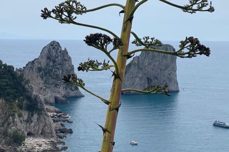 Capri Private Boat Tour at Sunset From Capri (2 Hours) - Inclusions