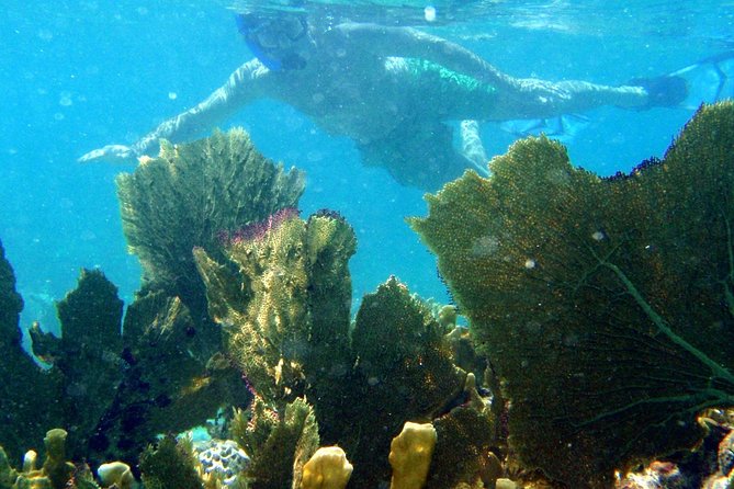 CAPTAIN ALANS 4hr -3 Islands-snorkeling-turtles-beach ADVENTURE - Pricing and Policies