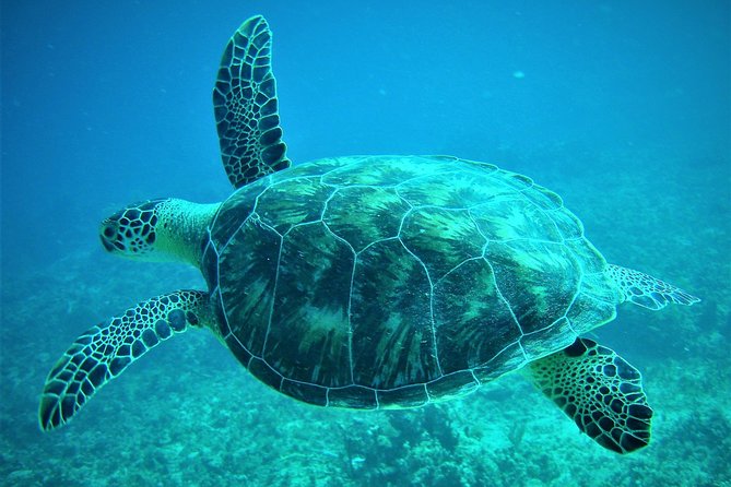 CAPTAIN ALANS 4hr -3 Islands-snorkeling-turtles-beach ADVENTURE - Booking and Inquiries
