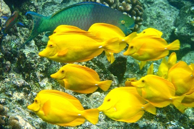 Captain Cook Snorkeling Cruise | Departs From Honokohau Harbor - Capacity and Booking Confirmation