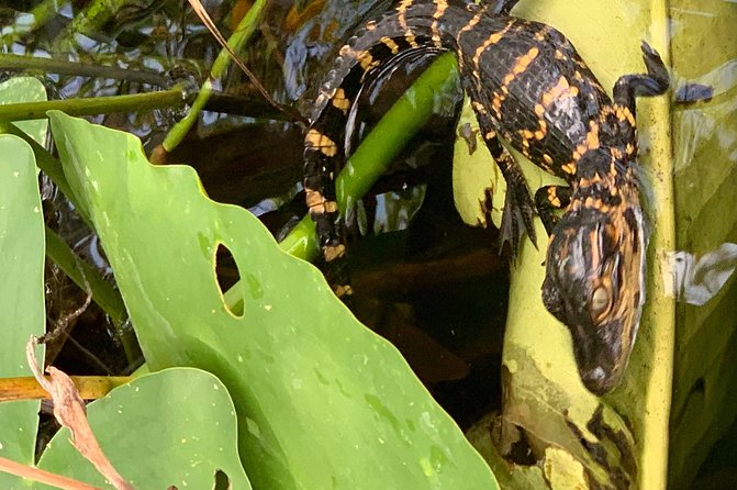 Captain Willy Airboat - Amenities Provided