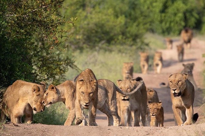 Captivating 2 Day Kruger Safari From Johannesburg - Guided Safari Game Drives