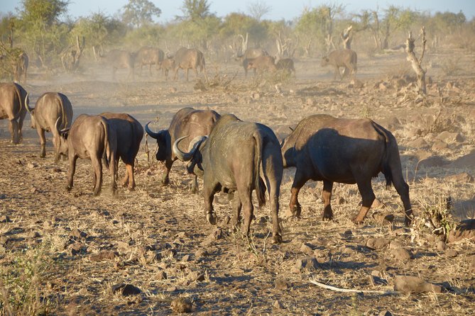 Captivating 2 Day Kruger Safari From Johannesburg - Kruger Conservation Fees