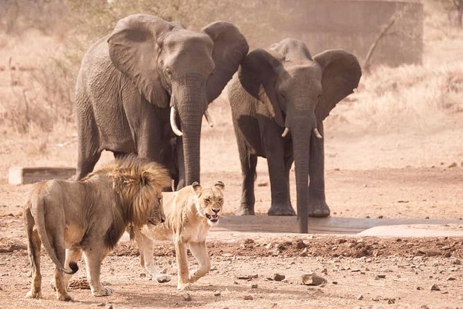 Captivating 3 Day Kruger Safari Adventure From Johannesburg - Exceptional Guest Experiences