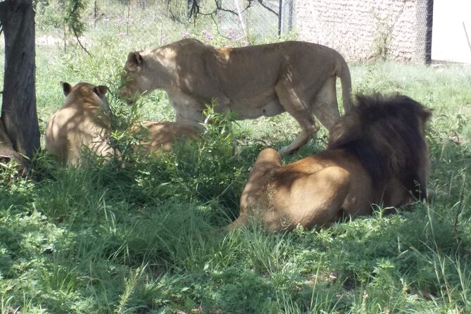 Captivating Safari Lion Park Experience (Half Day Guided Tour) - Tour Inclusions and Amenities