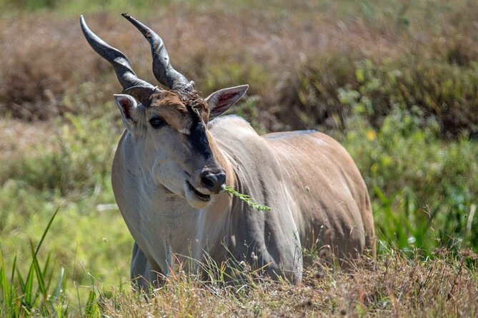 Captivating Safari Lion Park Experience (Half Day Guided Tour) - Variety of Animal Sightings