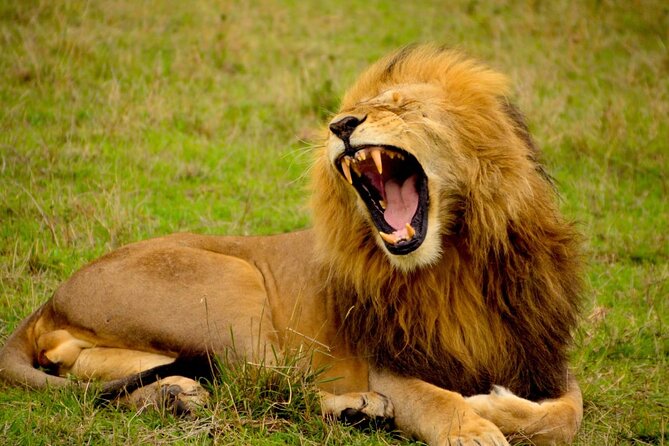 Captivating Safari Lion Park Experience (Half Day Guided Tour) - Wildlife Photography Opportunities