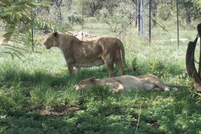 Captivating Safari Lion Park Experience (Half Day Guided Tour) - Cancellation and Refund Policy