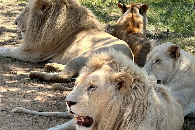 Captivating Safari Lion Park Experience (Half Day Guided Tour) - Tour Highlights and Overview