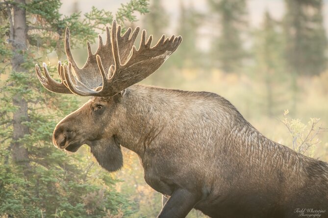 Capturing the Magnificence: Alaskan Daybreak Photo Tour - Alaskan Landscapes and Wildlife