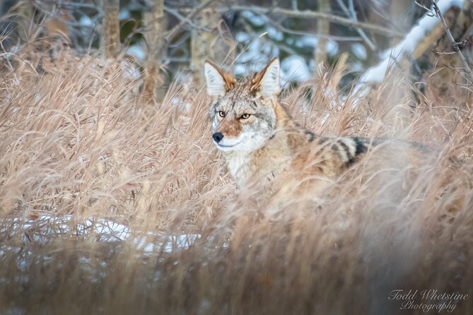 Capturing the Magnificence: Alaskan Daybreak Photo Tour - Booking and Additional Information