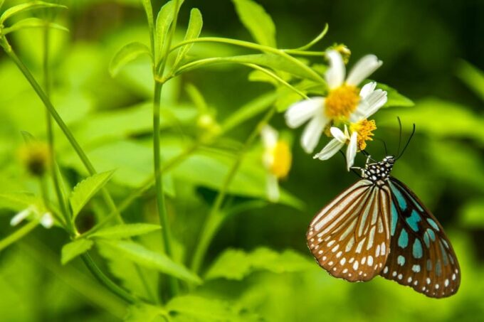 Car Hire & Driver: Cuc Phuong National Park From Ha Noi - Frequently Asked Questions