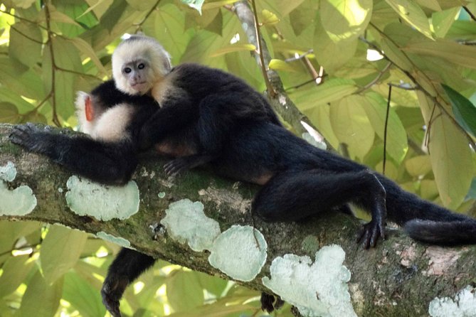 Carara National Park and Crocodile River Cruise - Tarcoles River Cruise Experience