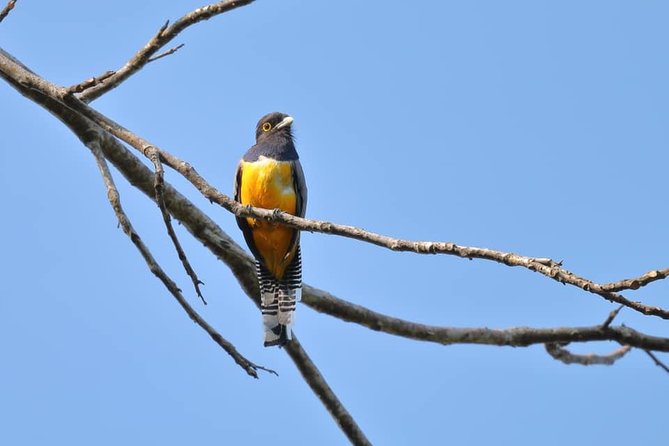 Carara National Park Birdwatching Group Guided Tour Experience. - Meeting Point and Inclusions