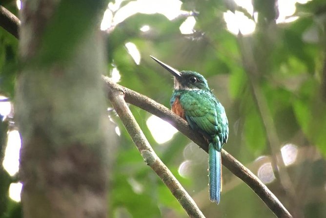 Carara National Park Birdwatching Group Guided Tour Experience. - Guide and Equipment