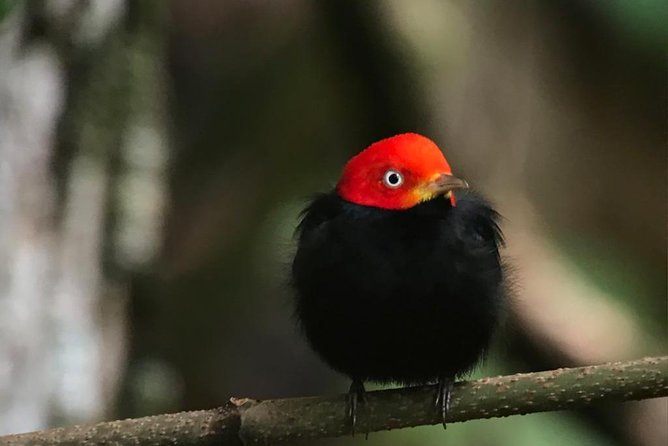 Carara National Park Birdwatching Group Guided Tour Experience. - Birdwatching Opportunities