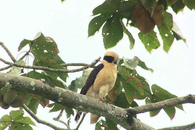 Carara National Park Birdwatching Group Guided Tour Experience. - Wildlife and Environment