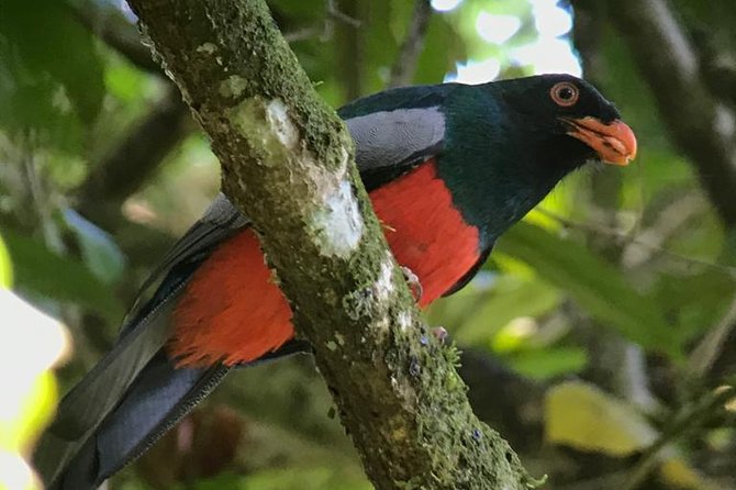 Carara National Park Birdwatching Group Guided Tour Experience. - Customer Reviews