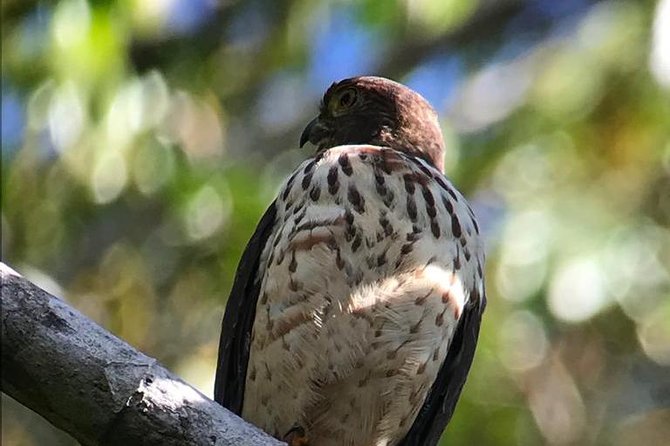 Carara National Park Birdwatching Group Guided Tour Experience. - Booking Information