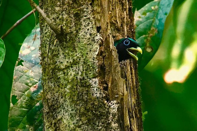 Carara National Park Birdwatching Private Guided Tour Experience. - Meeting and Pickup Details
