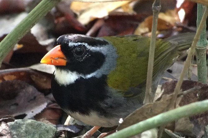 Carara National Park Birdwatching Private Guided Tour Experience. - Birdwatching Opportunities
