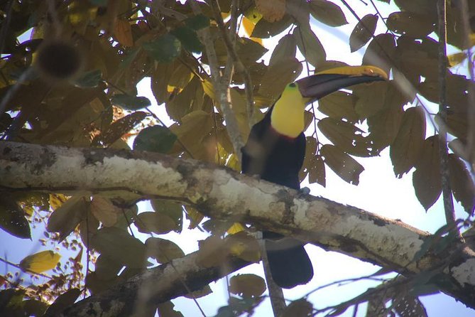 Carara National Park Birdwatching Private Guided Tour Experience. - Guides Expertise and Equipment