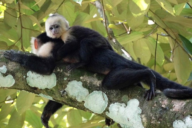 Carara National Park - Diverse Flora and Fauna