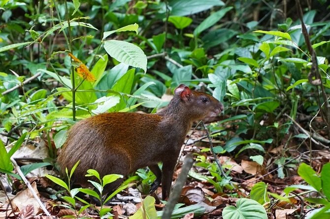 Carara National Park - Additional Tour Options