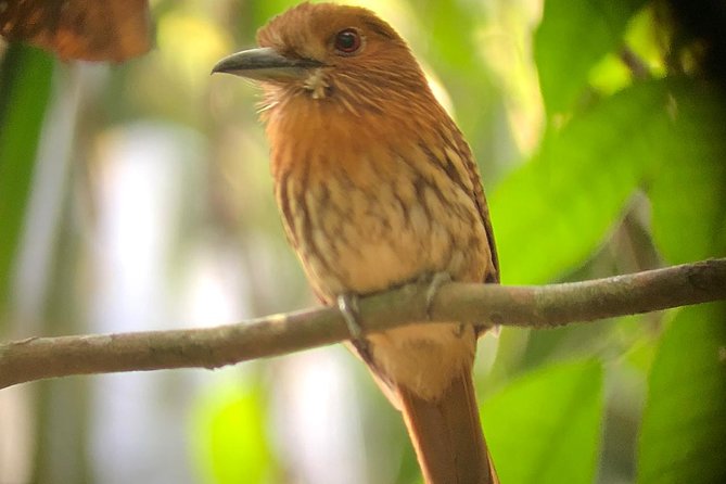 Carara National Park Tour - Birdwatching Highlights and Seasonal Sightings