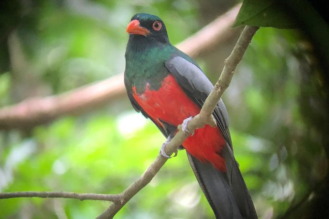 Carara National Park Tour - Guided Tour Experiences and Recommendations