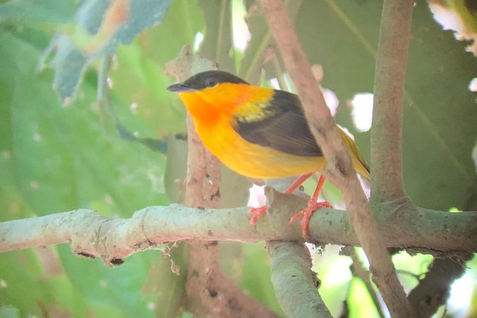 Carara National Park Tour - Visitor Feedback and Insights