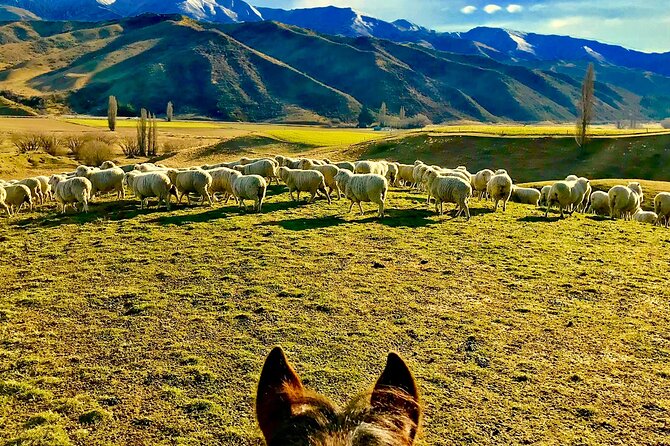 Cardrona Gold Discovery Trail Horse Trek(Beginner/Child Friendly) - Group Size