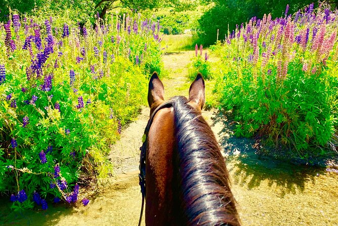 Cardrona High Country Pub Trail Horse Riding Trek (Adventurous) - Customer Feedback and Ratings