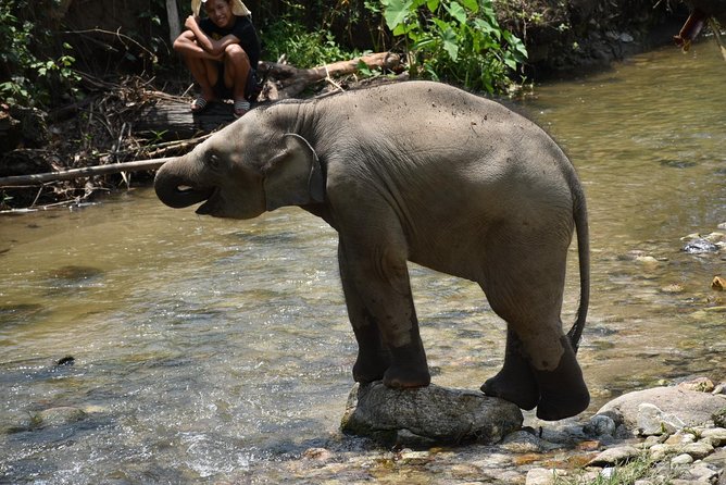 Care Pride Elephants: Full-Day Tour Experience - Included Features and Amenities