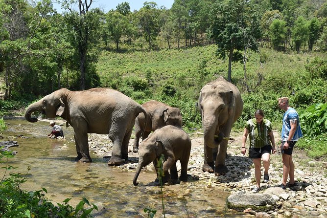 Care Pride Elephants: Full-Day Tour Experience - Accessibility and Recommendations