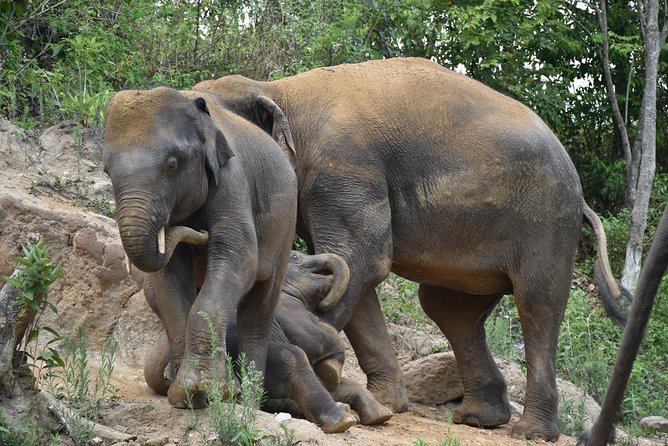 Care Pride Elephants: Full-Day Tour Experience - Tour Reviews and Ratings