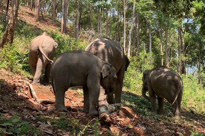 Care Pride Elephants: Full-Day Tour Experience - About the Family-Owned Sanctuary