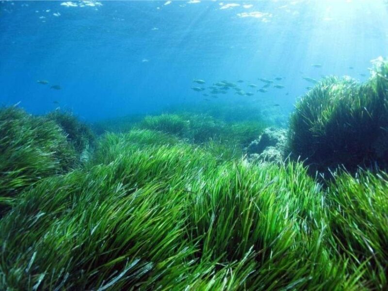 Cargèse: Capo Rosso Snorkeling and Sea Cave Tour - Exploring the Breathtaking Arches and Sea Caves