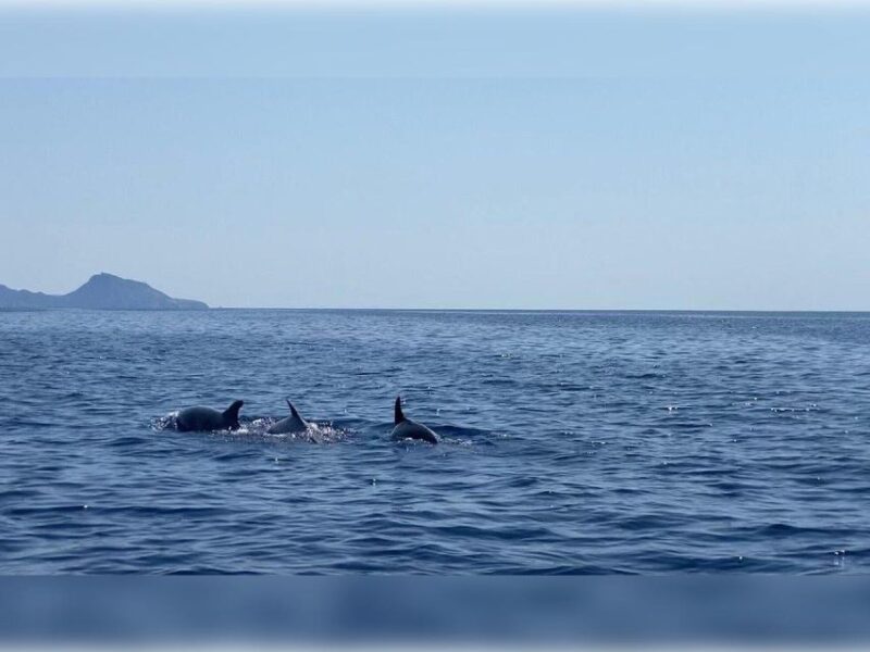 Cargèse: Capo Rosso Snorkeling and Sea Cave Tour - Suitable for All Skill Levels