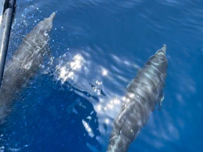 Cargèse: Scandola, Girolata, and Piana Afternoon Boat Tour - Activities and Highlights