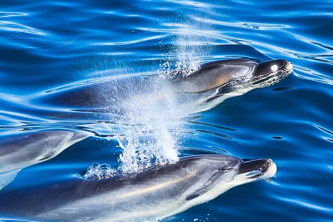 Carino Wildlife Cruises - Island and Wildlife Day Cruise - Cancellation and Booking Policy
