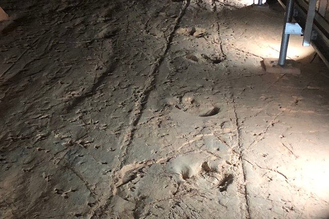Carisbrooke Station and Dinosaur Stampede Day Tour - Highlights of the Tour